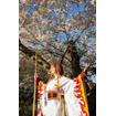 Cherry Blossoms