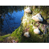 November Walk: Fairy Ring