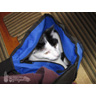Johnny Depp, Cat in the Bag