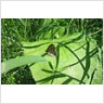 Moth on Leaf