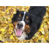 Oliver, In Leaves