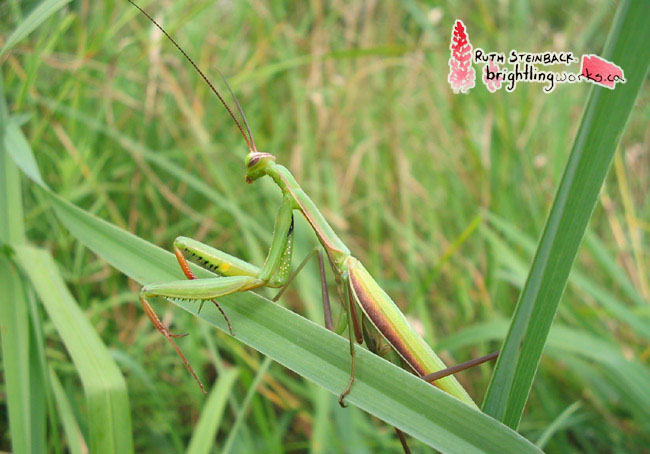 Gorgeous Mantis