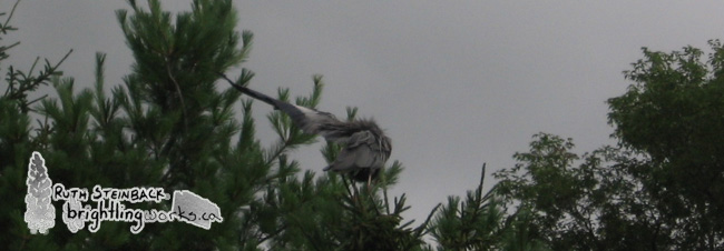 The Great Blue Heron: Preening
