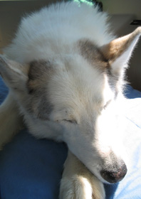 Sasha Sleeps in Sunshine