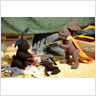 Poseable Plush Bunnies