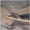 Dragonfly Display