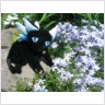 CCS Spinel/Spinner Plushie